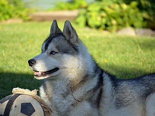 shallow focus photography of adult white and black Siberian Husky lying on green grass during daytime